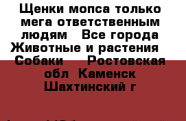 Щенки мопса только мега-ответственным людям - Все города Животные и растения » Собаки   . Ростовская обл.,Каменск-Шахтинский г.